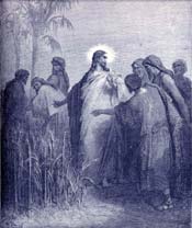 The Disciples Plucking Corn on the Sabbath
 Bible Story Picture